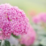 Hortenzia stromčekovitá (Hydrangea arborescens) ‘Candybelle® Stand Up Pink’ - výška 30-40 cm, kont. C2L